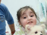 Acil sahiplendirme 4 aylık WC eğitimli pomeranian erkek