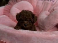 Podyum güzeli poodle