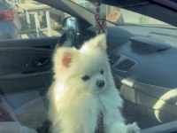Yetişkin Tilki Surat Pomeranian