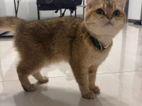 Brıtısh shorthair 2,5 yaşında