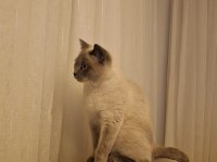 British blue point dişi kedimiz