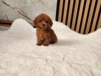 RUHSATLI KÖPEK ÇİFTLİĞİNDEN TOYPOODLE YAVRULARIMIZ 