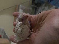Üretimden yeme düşmek üzere albino/lutino sultan papağanı