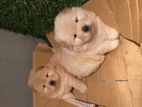 ESKİMO POFUDUK CHOW CHOW BEBEKLERİMİZ