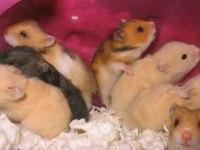 Her Irk Hamster Bebek ve Malzemeler Adrese Teslim Mevcut