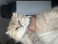 Anne baba şecereli british longhair
