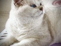 Yetişkin Point Dişi Ve Erkek British Shorthair