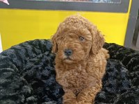 Biblo kızıl toy poodle
