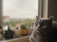 British shorthair dişi kedimiz