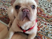 French bulldog köpeğimize bir bakın derim