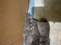 British shorthair 3 haftalık