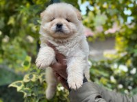 Chow chow bebeklerimiz