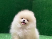 Ayı surat pomeranian yavrular