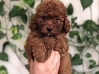 Toy Poodle Bebekler Referans Yavrumuz