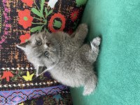 Gri ayı kafa yavru british shorthair