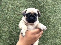 Irk Ve Sağlık Garantili Pug