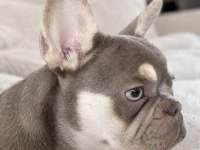 Oyuncu ve sevimli french bulldog