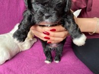Rezervede yavru köpekler a kaliteli