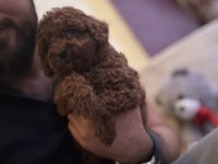 Saf kan toy poodle yavrumuz