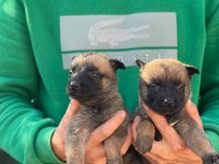 Saf kan belçika malinois yavrular için geç kalmayın