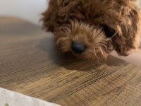 Poodle kukimiz yeni evini bekliyor