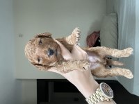 17.05.2025 doğumlu birbirinden güzel poodle yavruları
