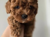 Aşılı Mikroçipli Toypoodle Yavrularımız