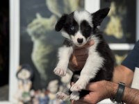 Zeka Küpü Border Collie Yavrularımız