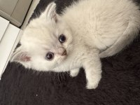 Ücretli sahiplendirilecektir british shorthair