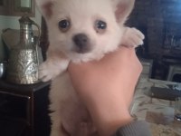 Şivava yavru köpeğimiz