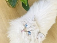 British longhair 1 yaşında