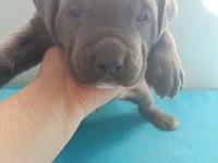 Cane Corso yavrularımız A kalite Irk garantili teslim