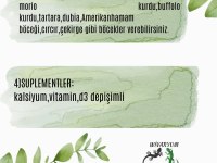 3 aylık sakallı ejder