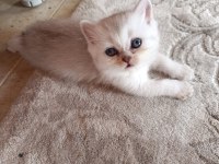 Kedimiz izmir içi elden teslim edilir