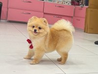 Yetişkin dişi 8 aylık pomeranian