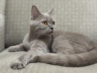 1 Yaşında British Shorthair
