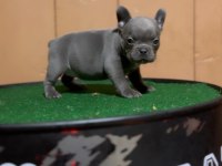 Mükemmel anatomi blue fransız bulldog bebekler