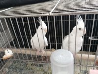 Albino sultan papağanı