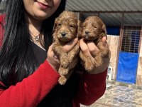 Sağlık ve ırk garantili maltipoo yavrularım