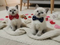 Kaliteli kediler british shorthair