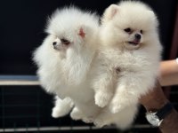 Petmode köpek çiftliğinden tea cup pomeranian