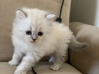TESLİME HAZIR BLUE POİNT KEDİLERİMİZ