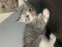 Yavru açık gri kırma kedimiz
