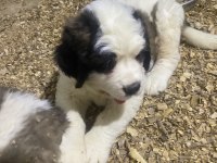 Saint bernard Sc yavrularımız