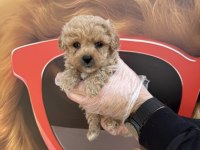 IRK GARANTİLİ MALTİPOO YAVRULARIMIZ