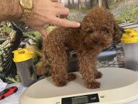 Çok Tatlı 11 Aylık 1.700 Gr Teacup Poodle