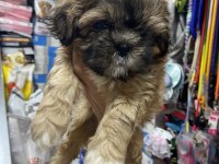 3 Aylık Erkek Shih Tzu Yavrularımız