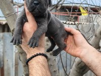 Asalet ve Güç Bir Arada Blue Cane Corso Yavruları
