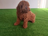 Poodle bebeklerimiz yeni ailelerine gitmeye hazırlar