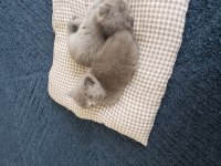 Safkan british ve scottish fold